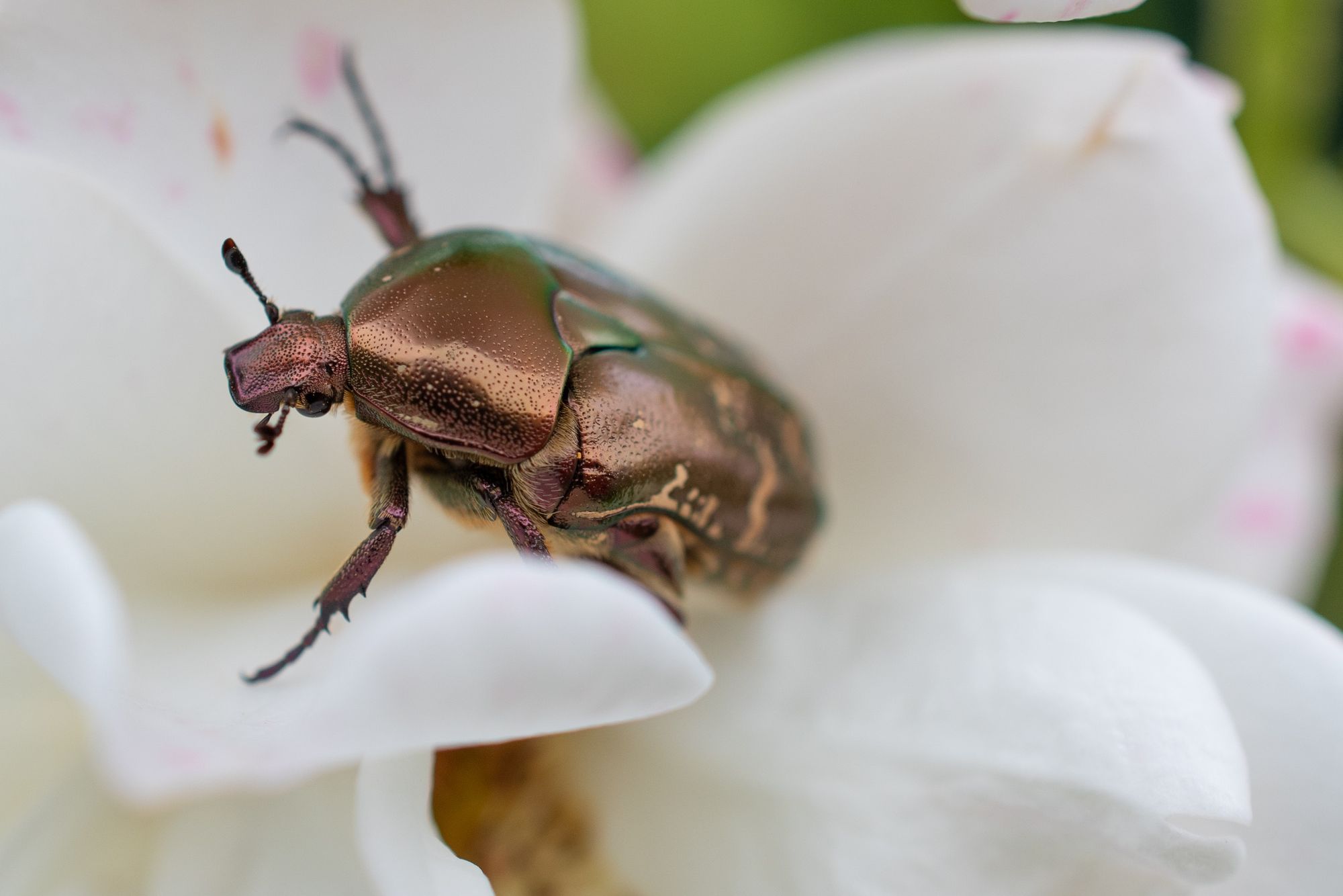 Pasjonująca makrofotografia – hobby i samorozwój